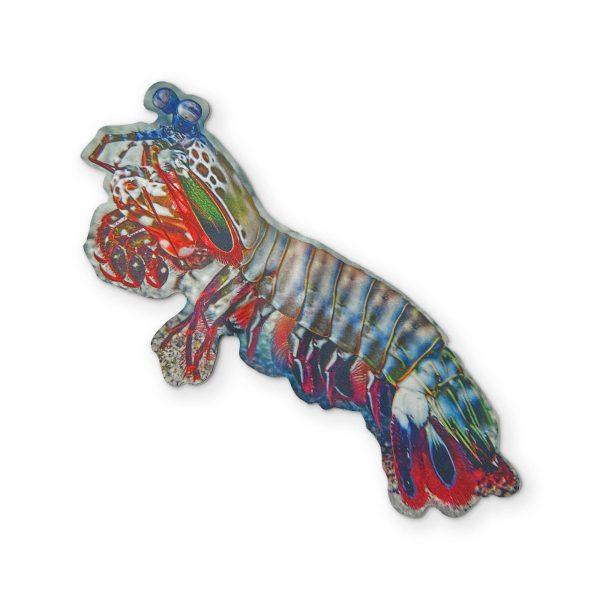 ? A PEACOCK MANTIS SHRIMP YOU CAN CLEAN YOUR GLASSES WITH Cheap